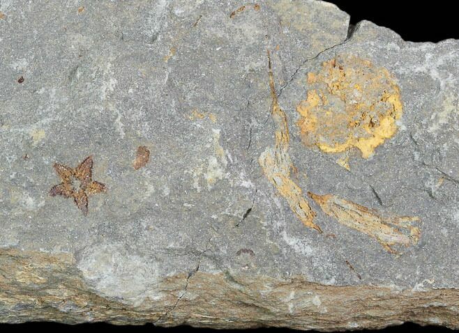 Echinoderm (Crinoids+ Starfish) Association - Kaid Rami, Morocco #102836